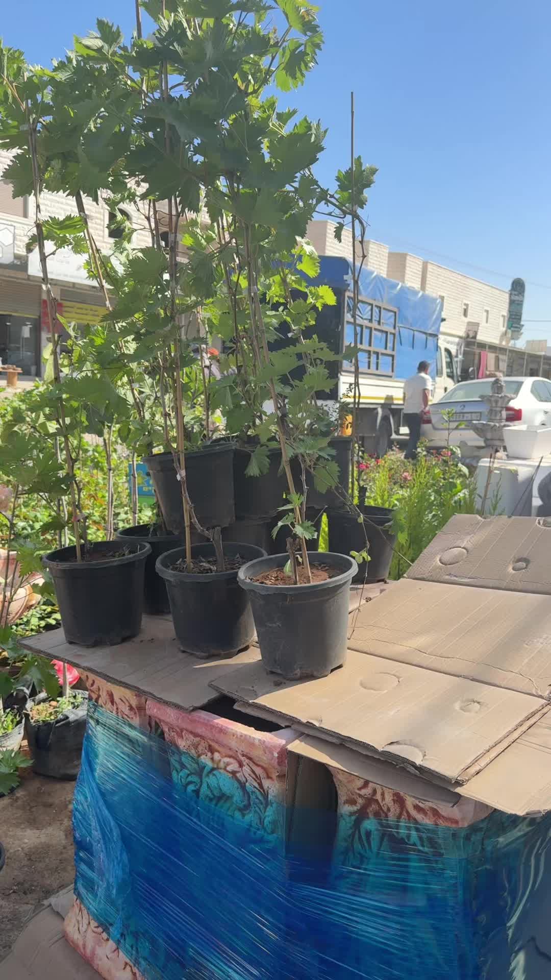 @مشتل الرماضين 0542100566