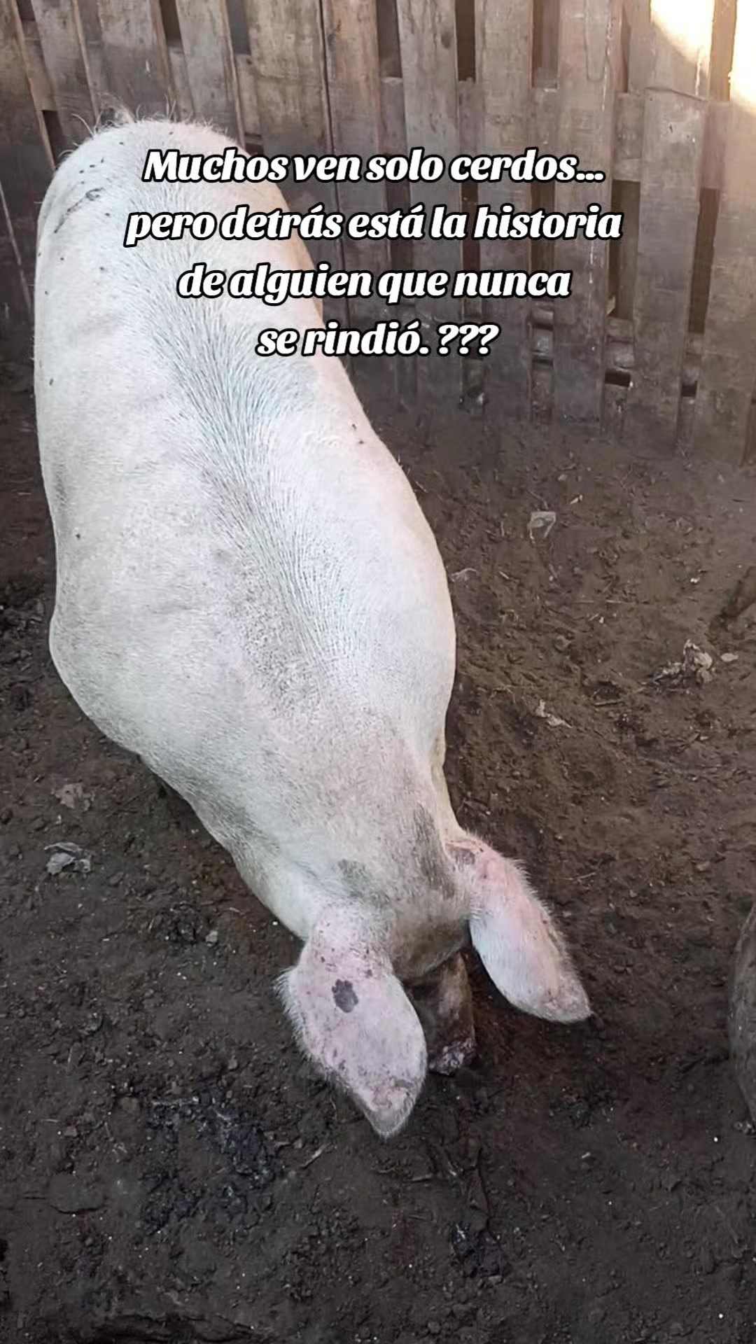 @BRAYAN .R. 🐷