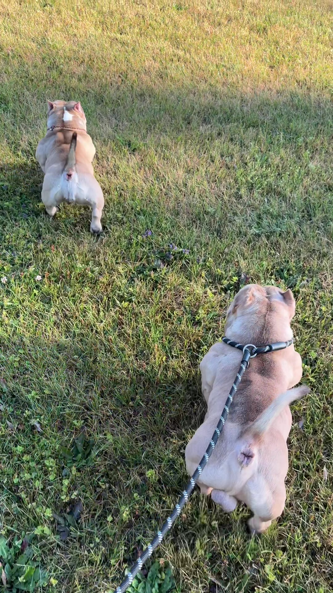 @🐾PT_920bullies🐾