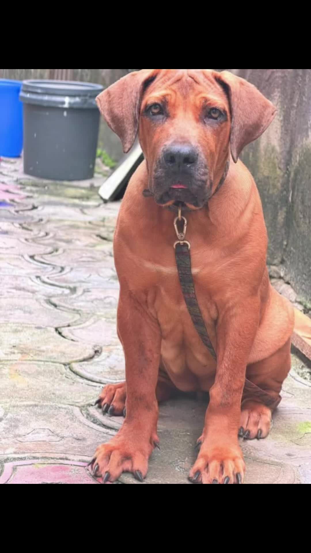 @Mothersheila_DogTv