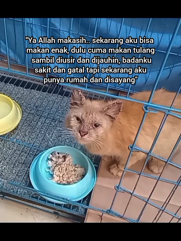 @Kucing Rumah Ronal