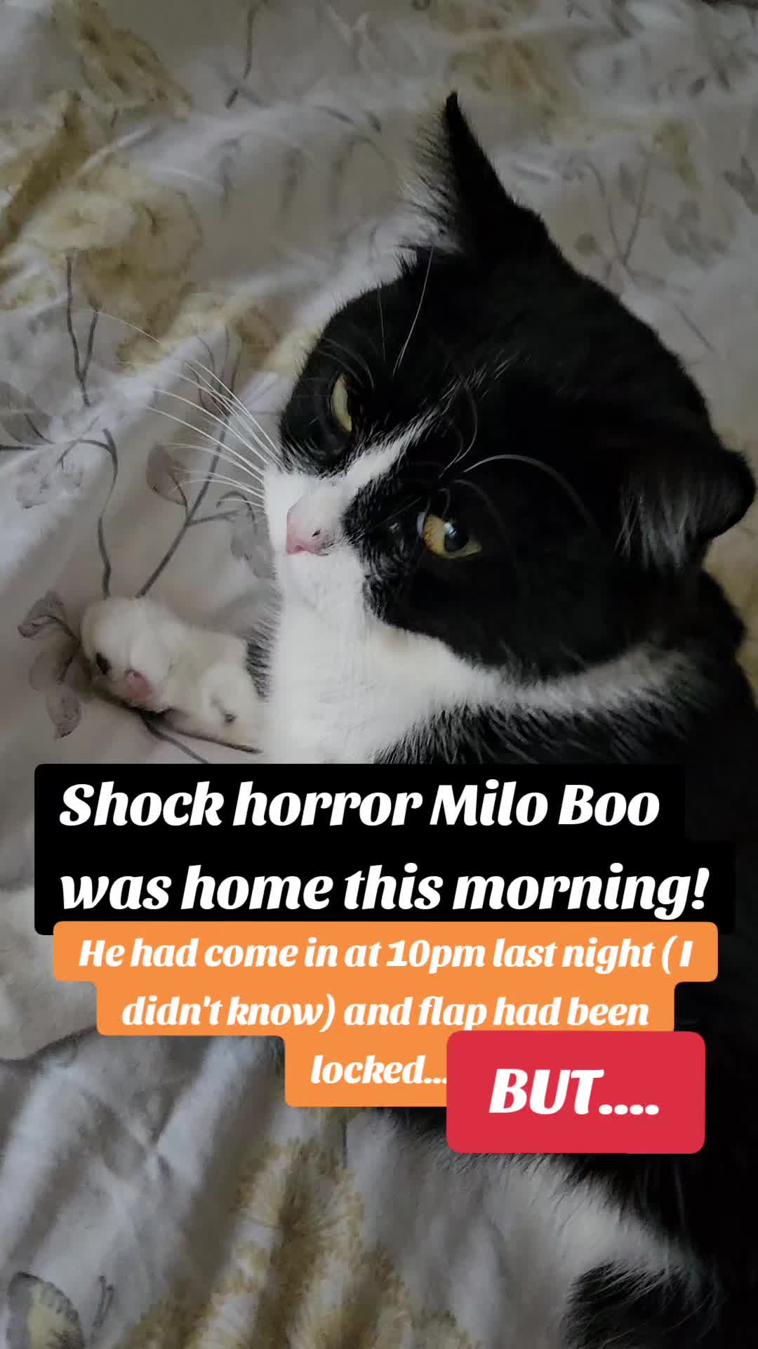 @Milo Boo👑💙