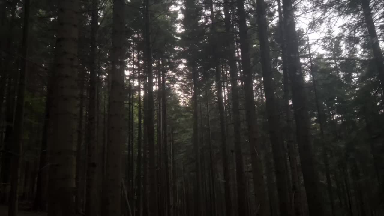@🌲1𝔰𝔥𝔢𝔱𝔰1🌲