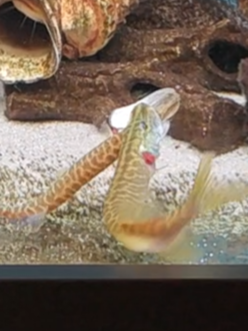 @predatoryfishtank