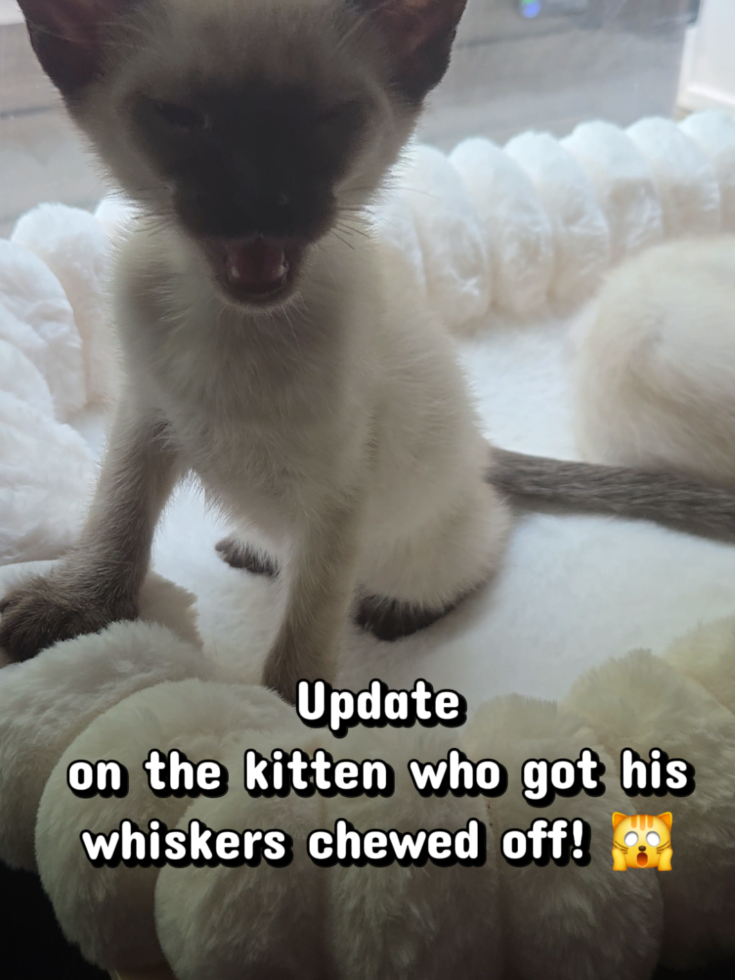 @Brittany's Beauties Kittens