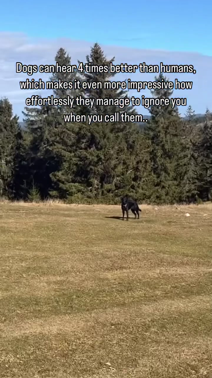 @lisatheblacklab