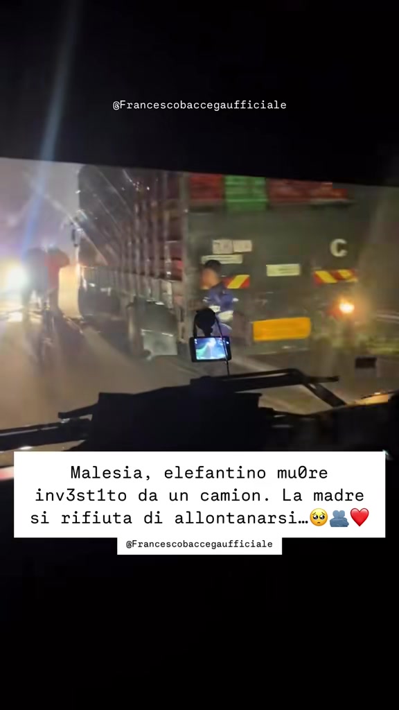 @francescobaccegareal