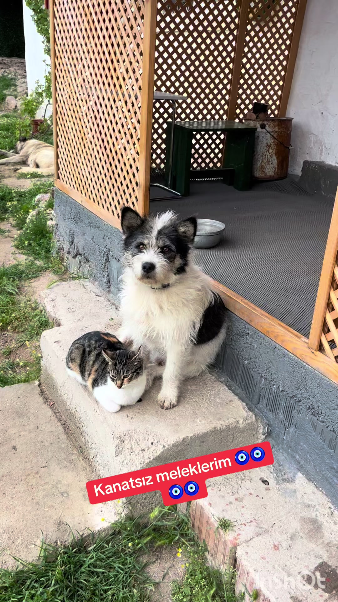 @&Ccedil;iğdem Altunbaş