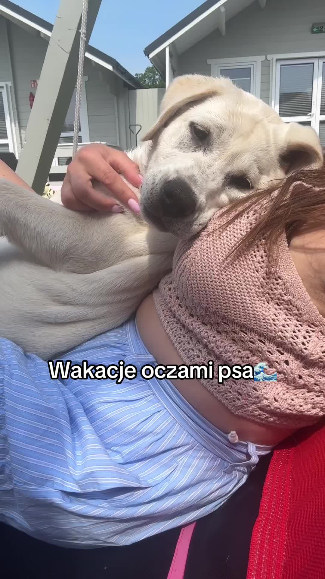 @Moonlife -Labrador Retriever