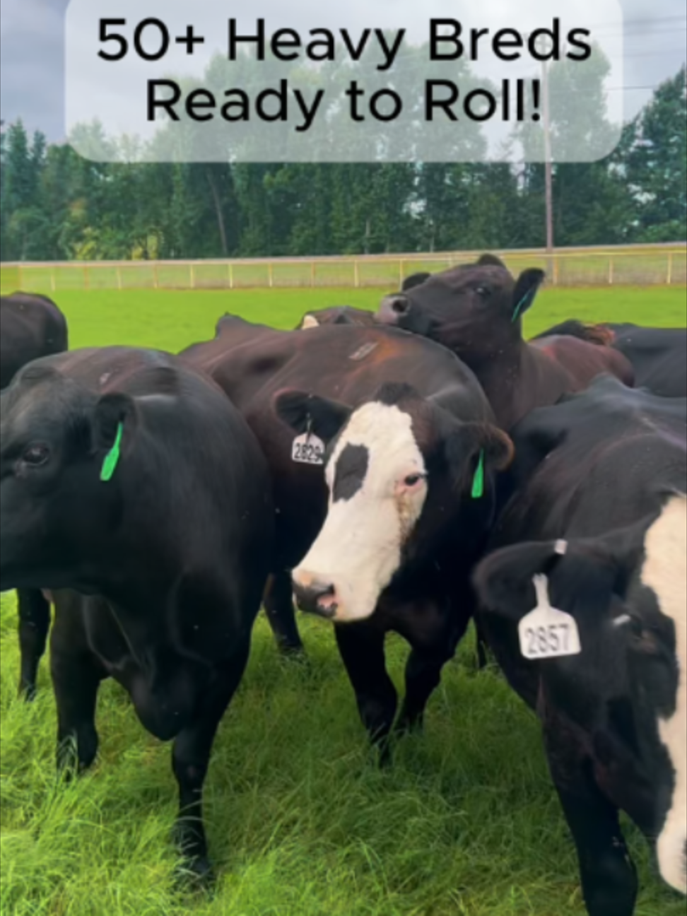 @Rutherford Land and Cattle