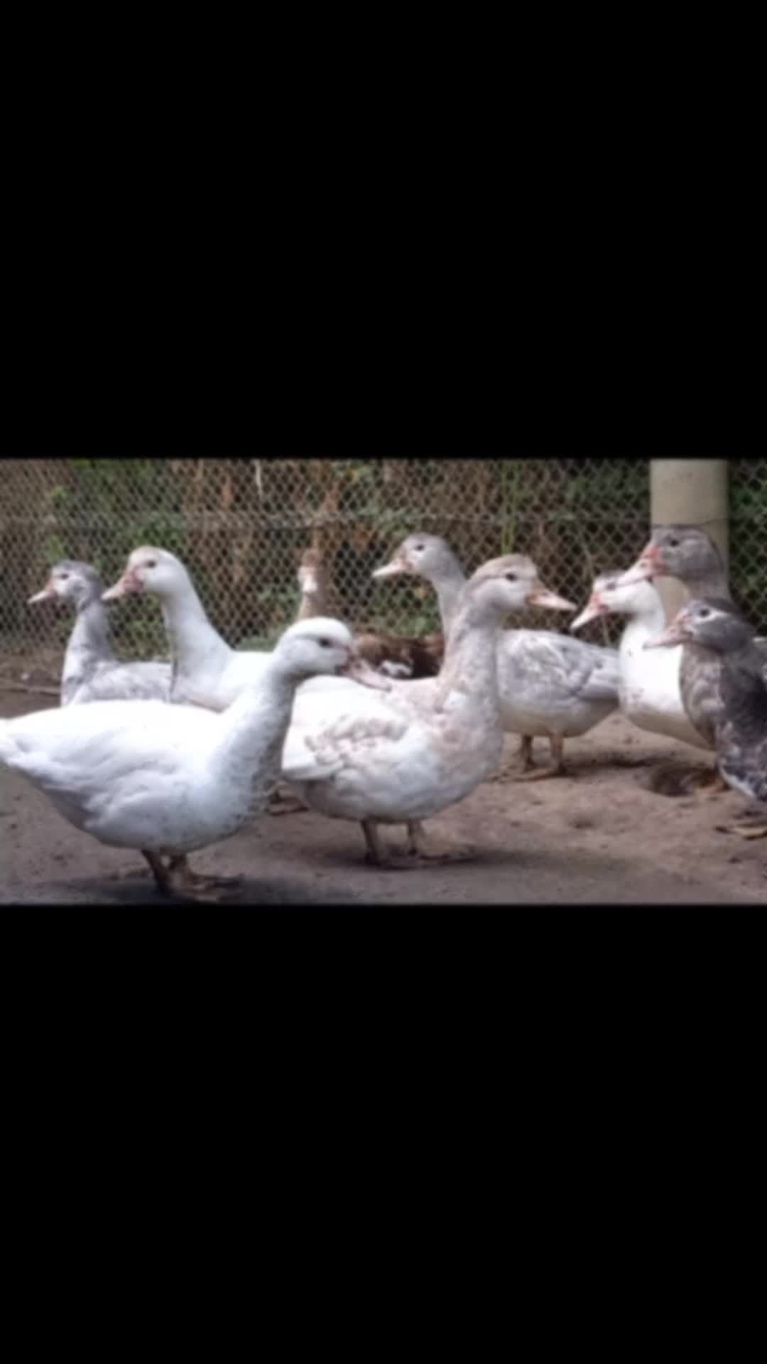 @🦚🆃𝓲𝓮𝓻🅿𝓪𝓻𝓴🆃𝓸𝓴🦚