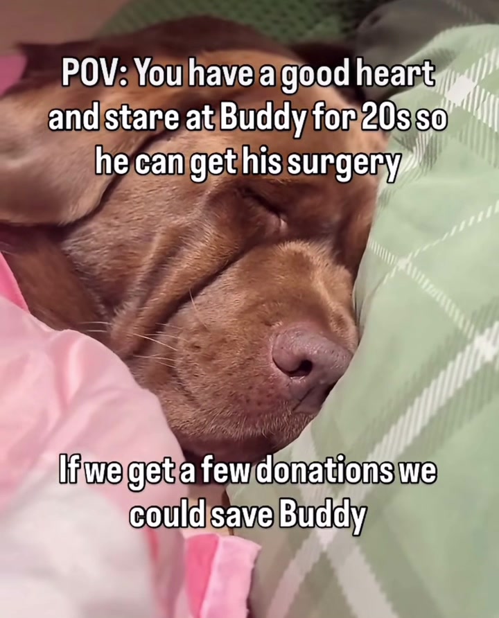 @meetlilbuddy