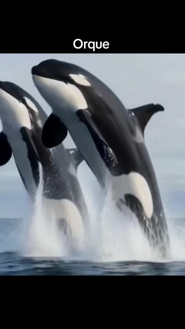 @wildlifemarine 🇲🇫