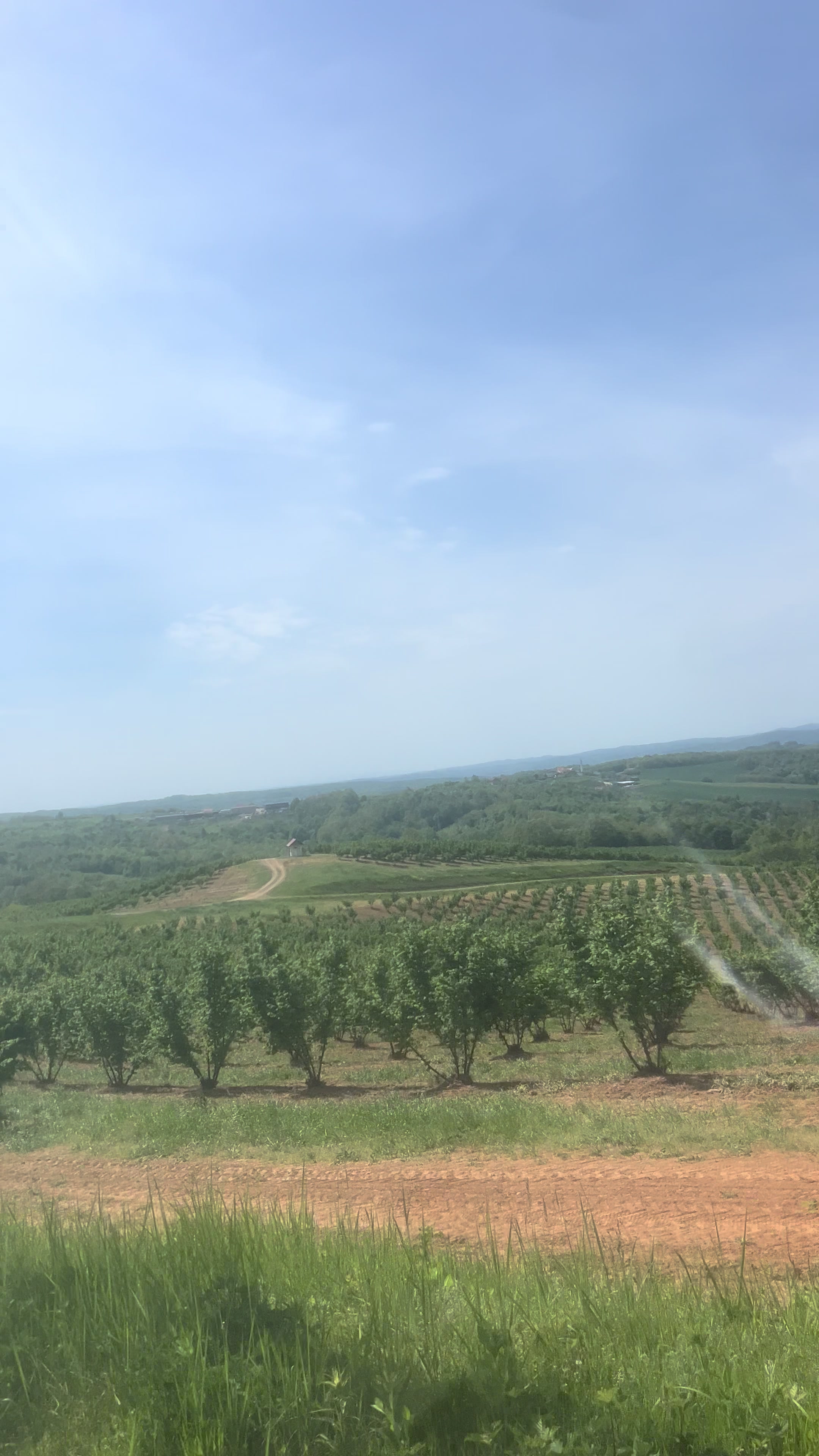 @Ruža Rosa