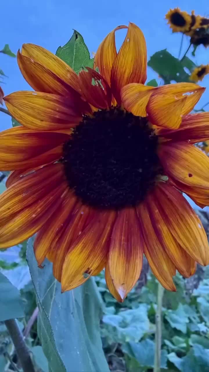 @Mamapocadoke🗽