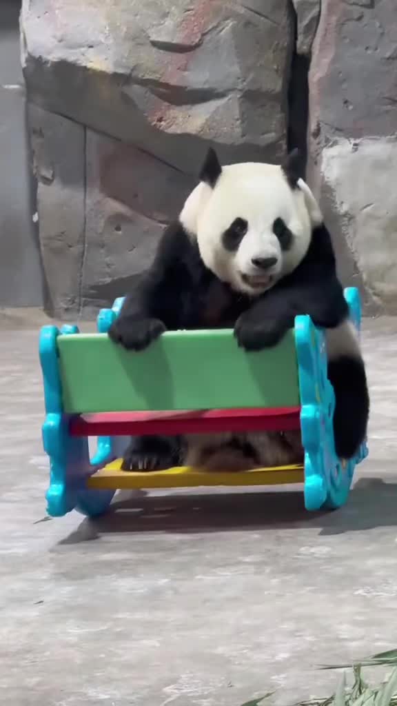 @🇵 🇦 🇳 🇩 🇦🐼🇯🇵✨