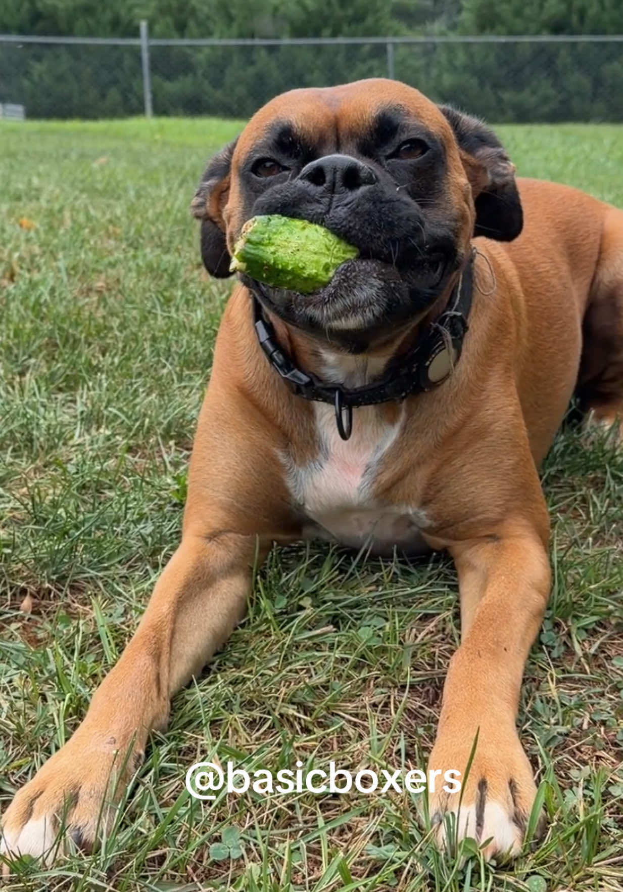 @basicboxers