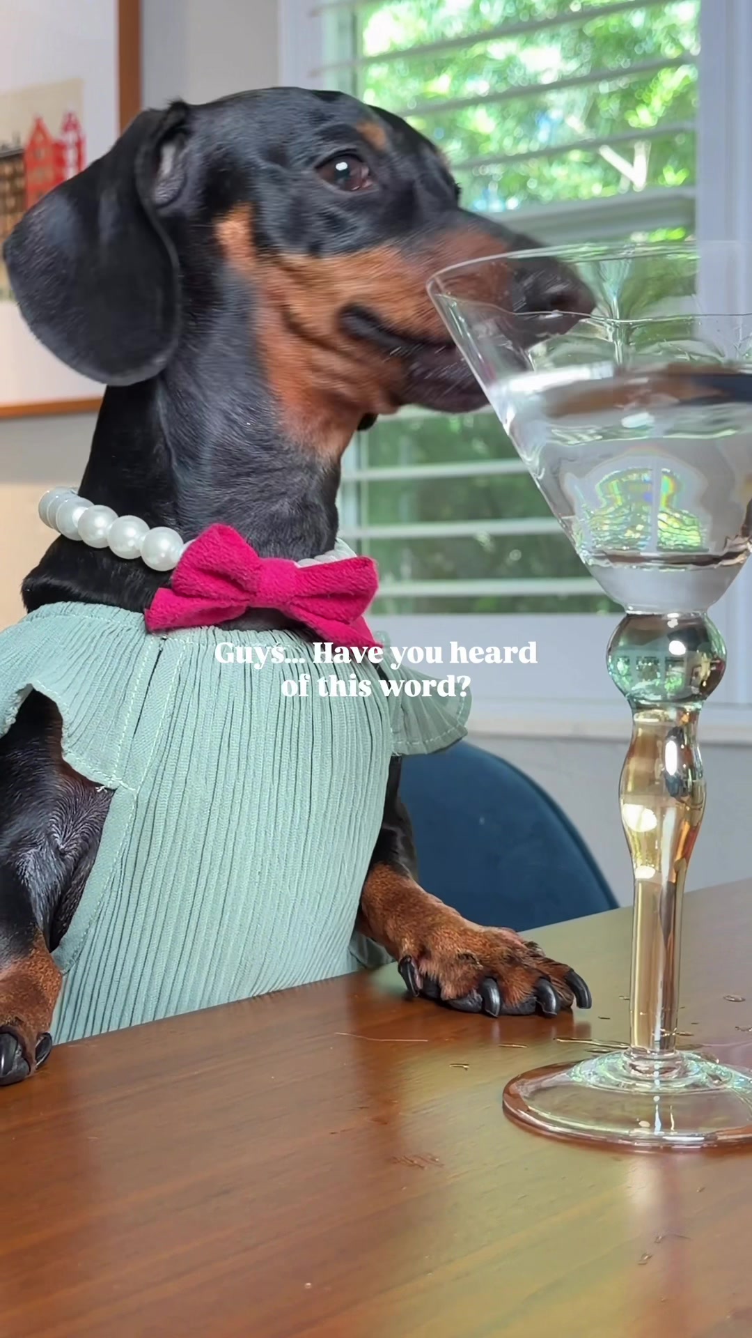 @Penny the Dachshund