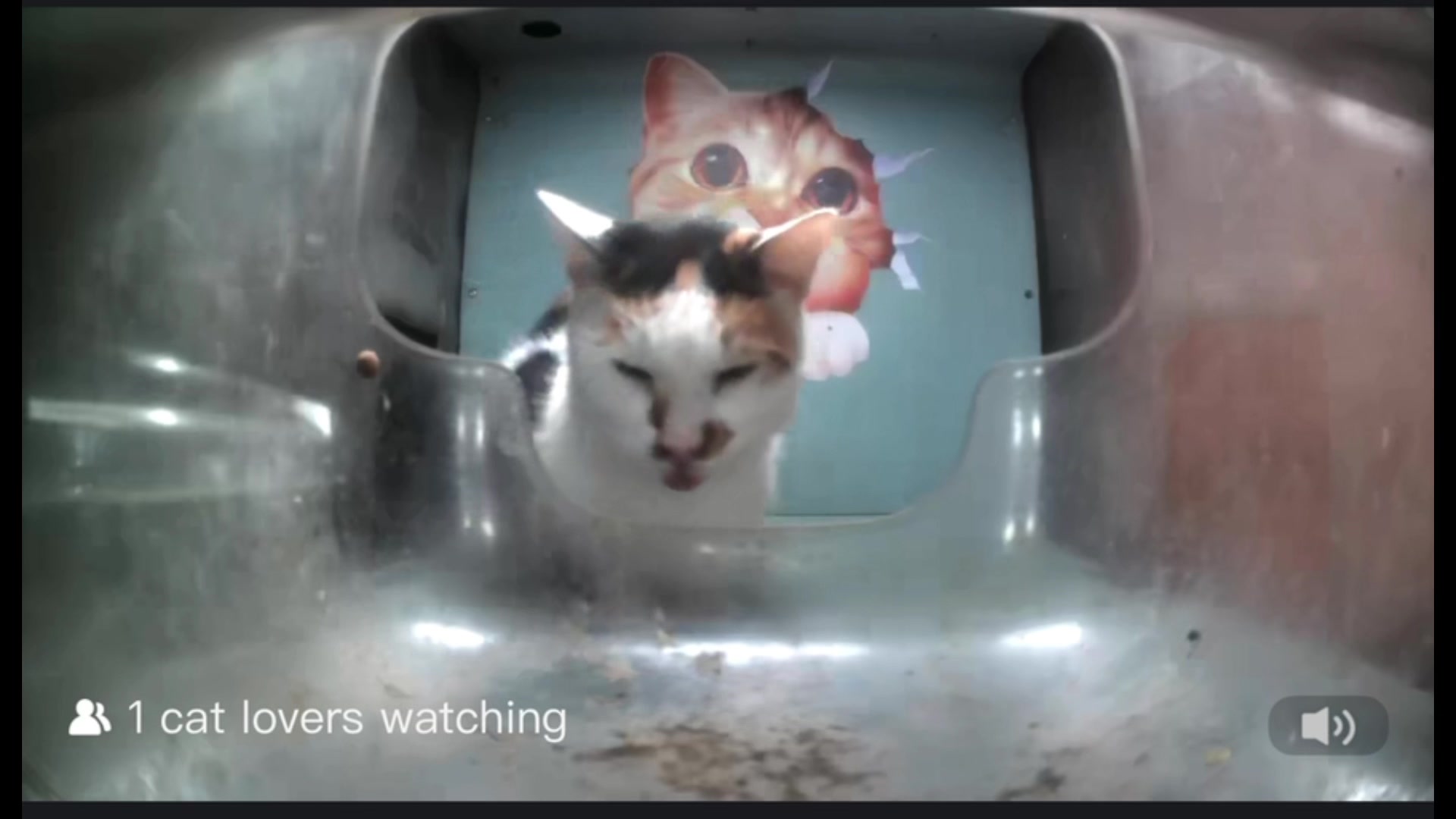 @nikszeley🎸