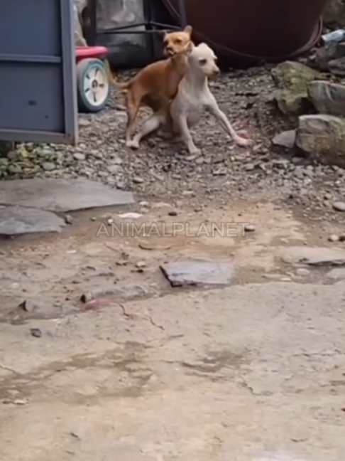 @ANIMALPLANET🌎