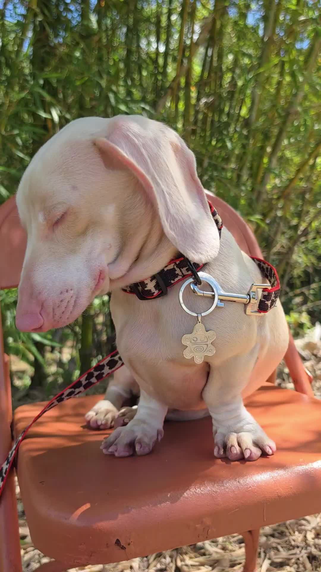 @Out.of.ink.Dachshund