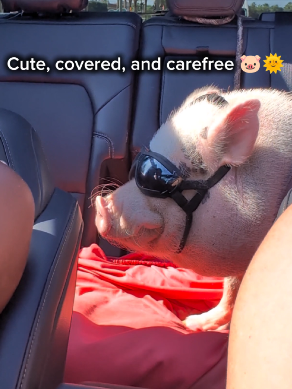 @OnePigHappyFamily