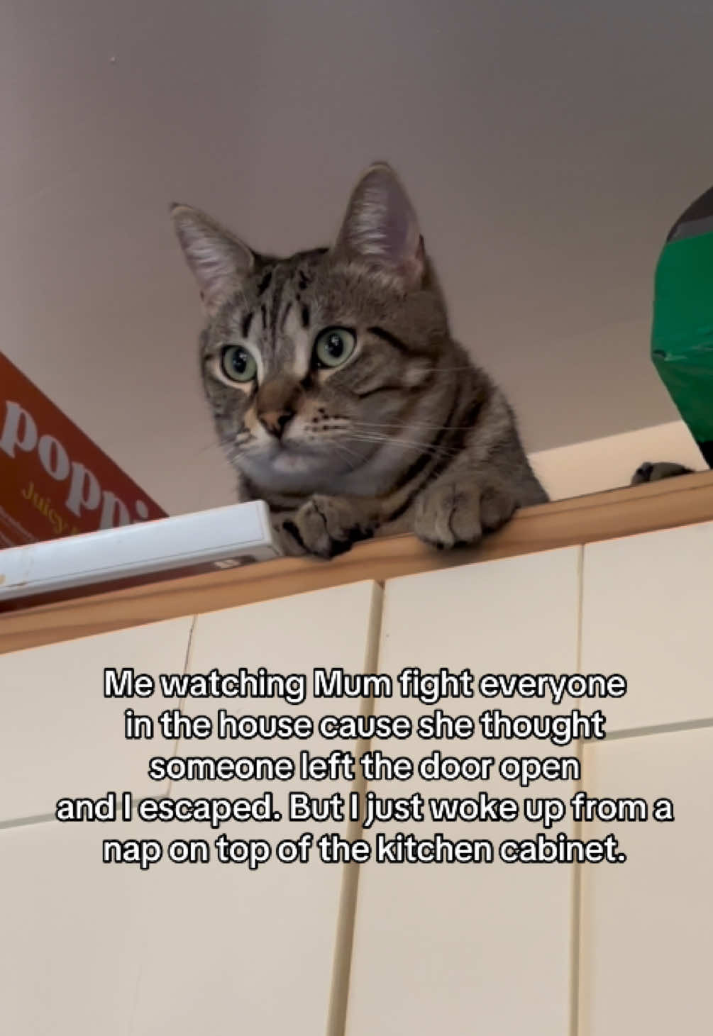 @Meowster_World