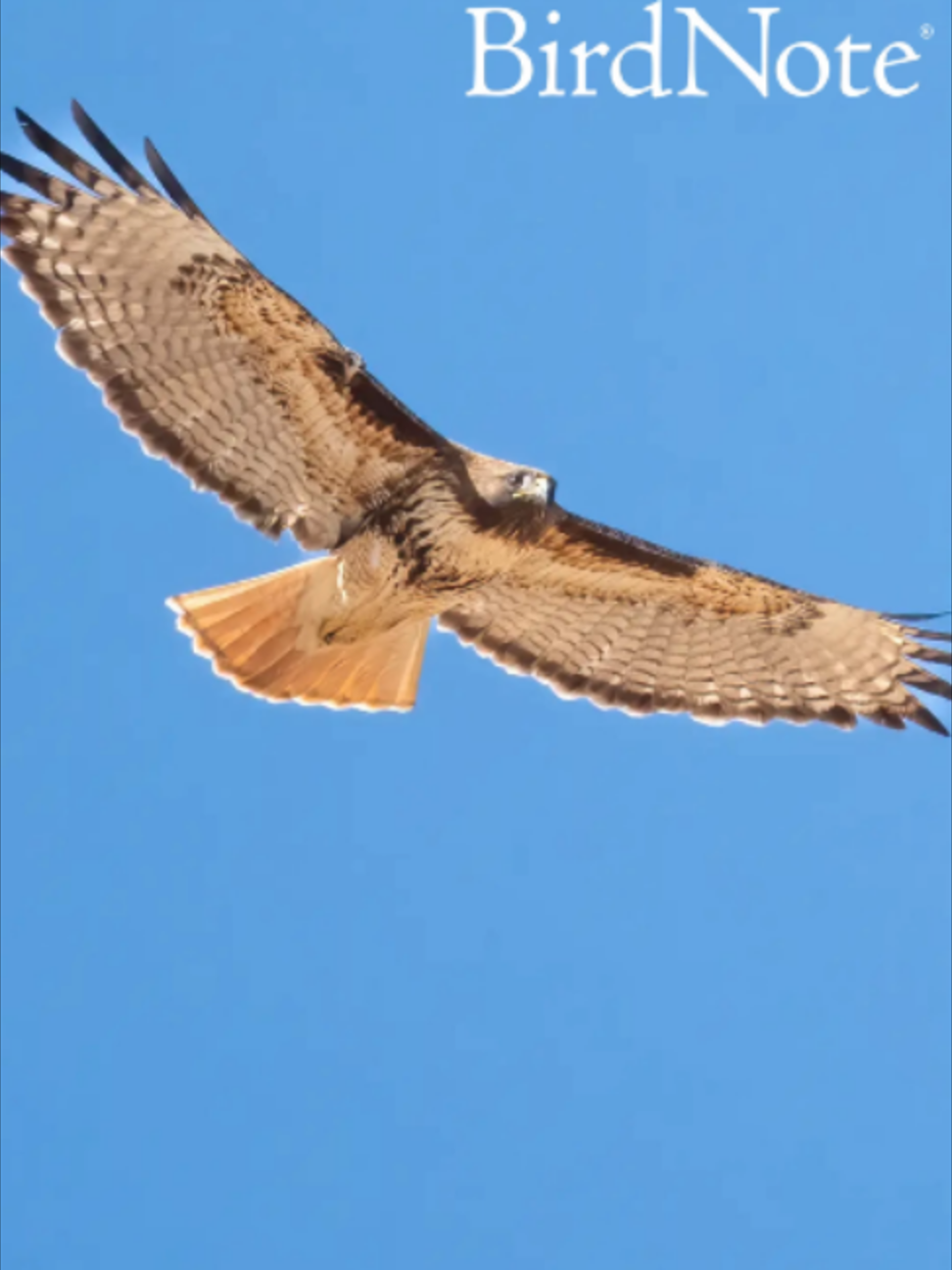 @BirdNote