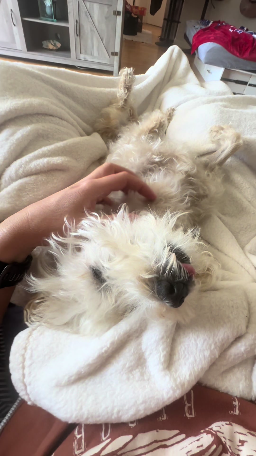 @He Was A PoodleBoi