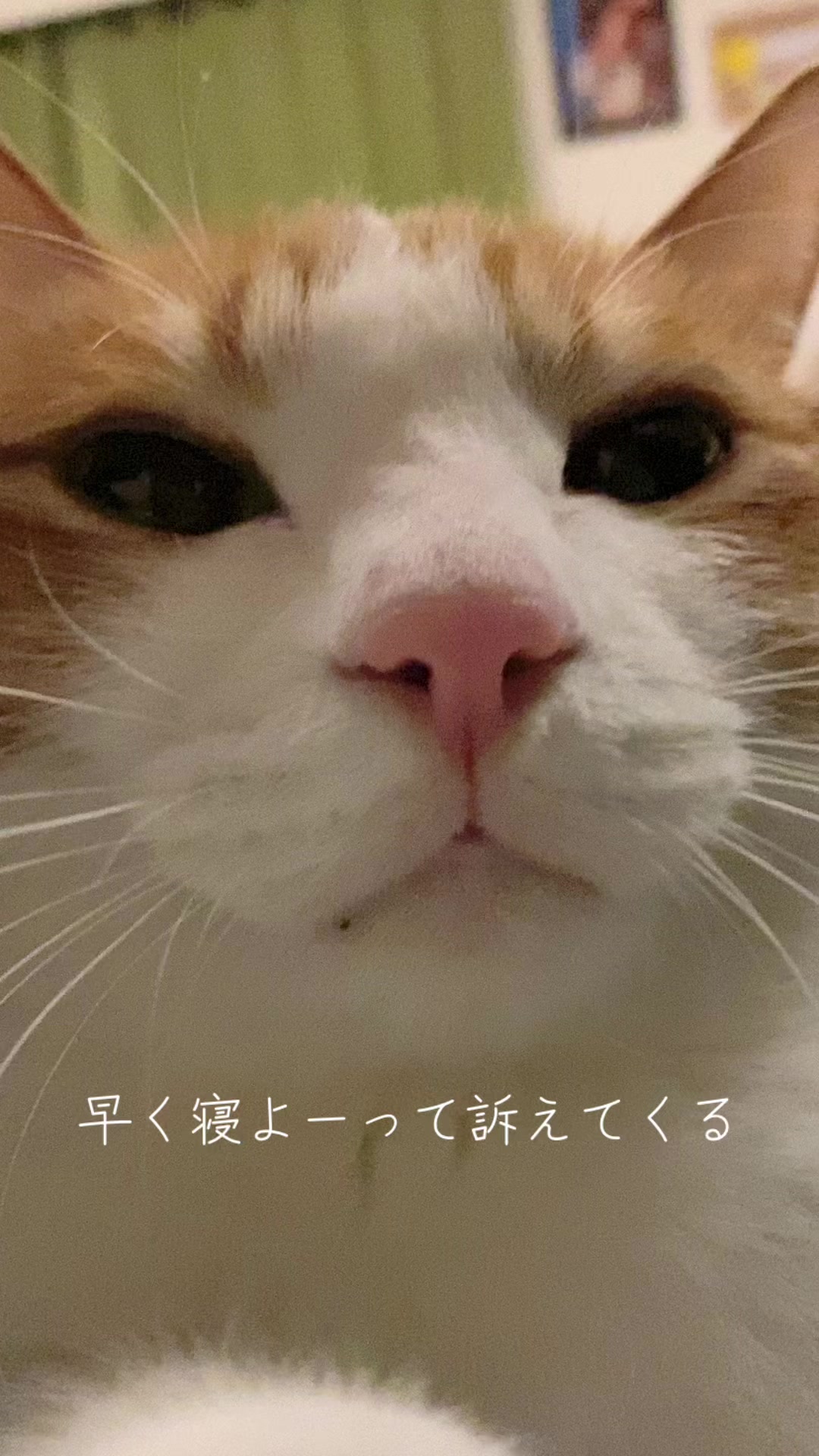 @猫のはっさく