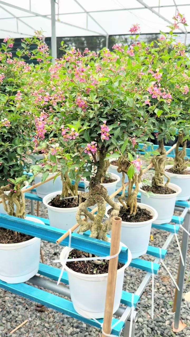 @Tiệm Lá Nhỏ
