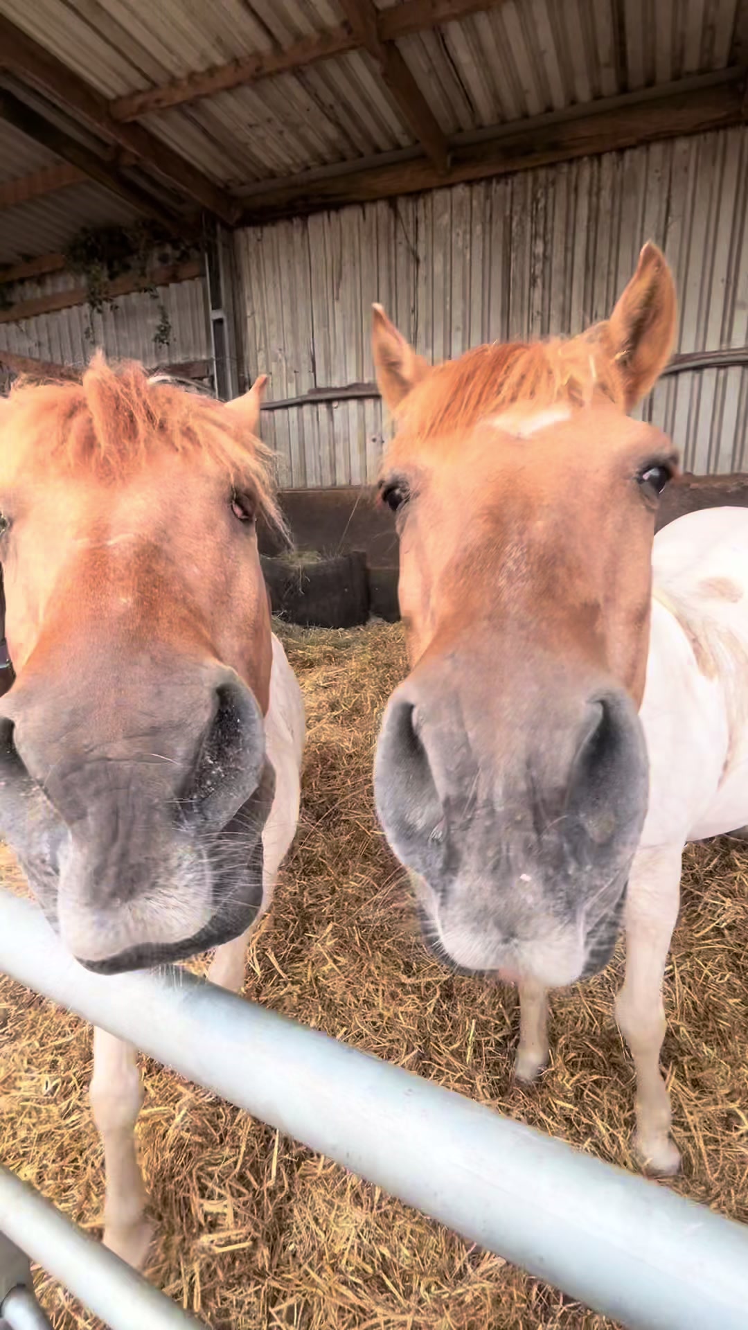 @Moor Farm Stables