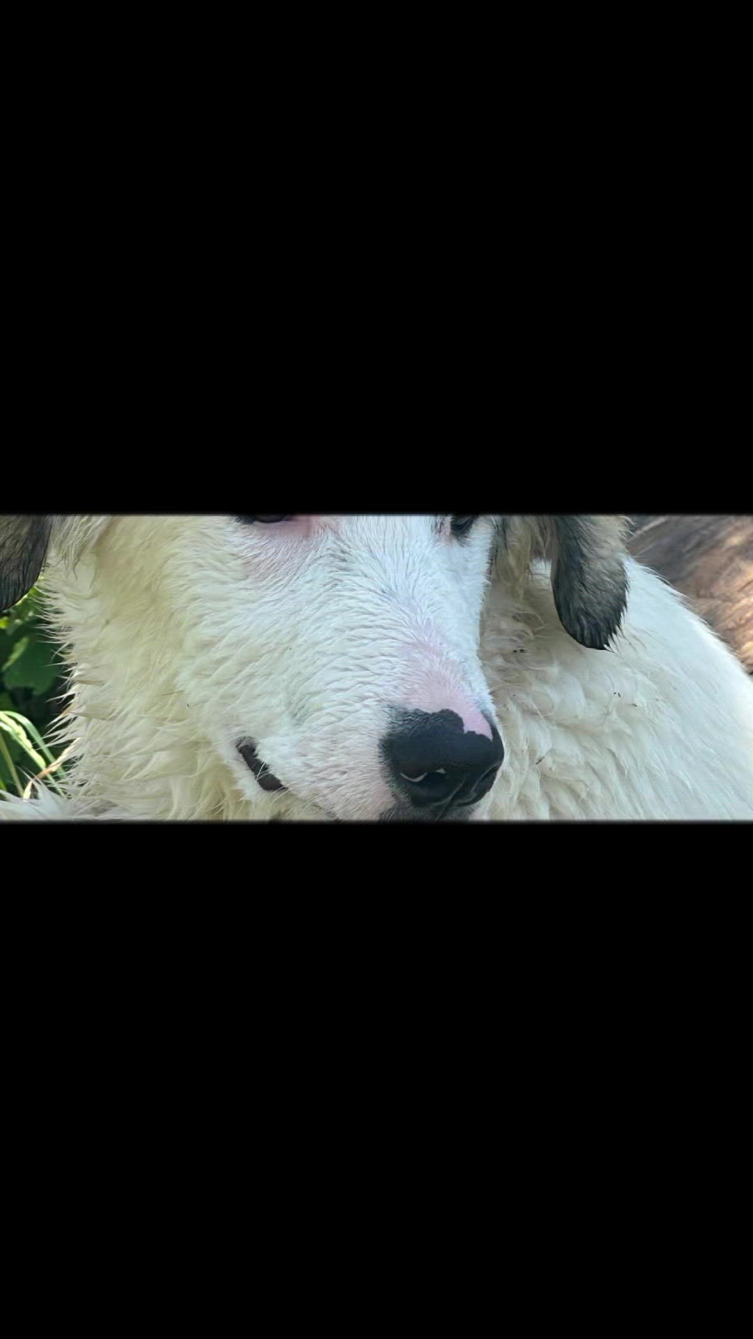 @joep.allevamentominipony