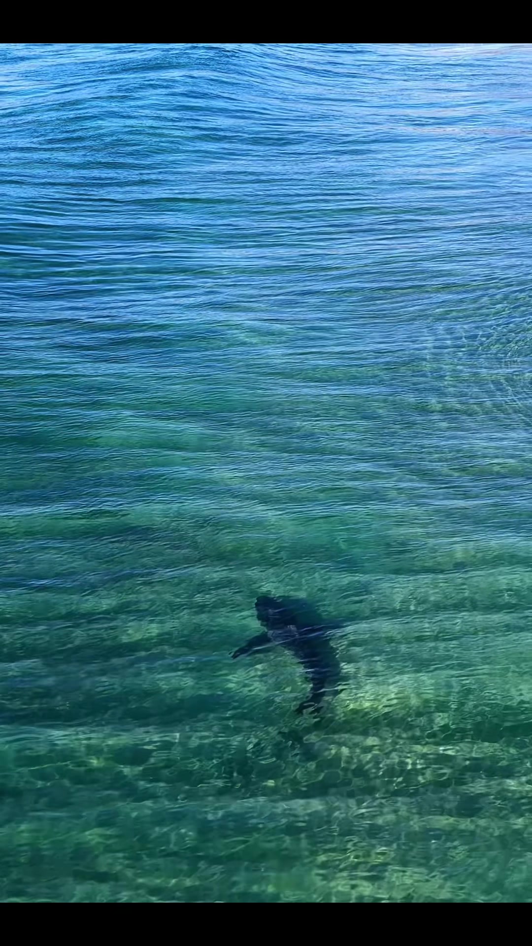 @Dronesharkapp