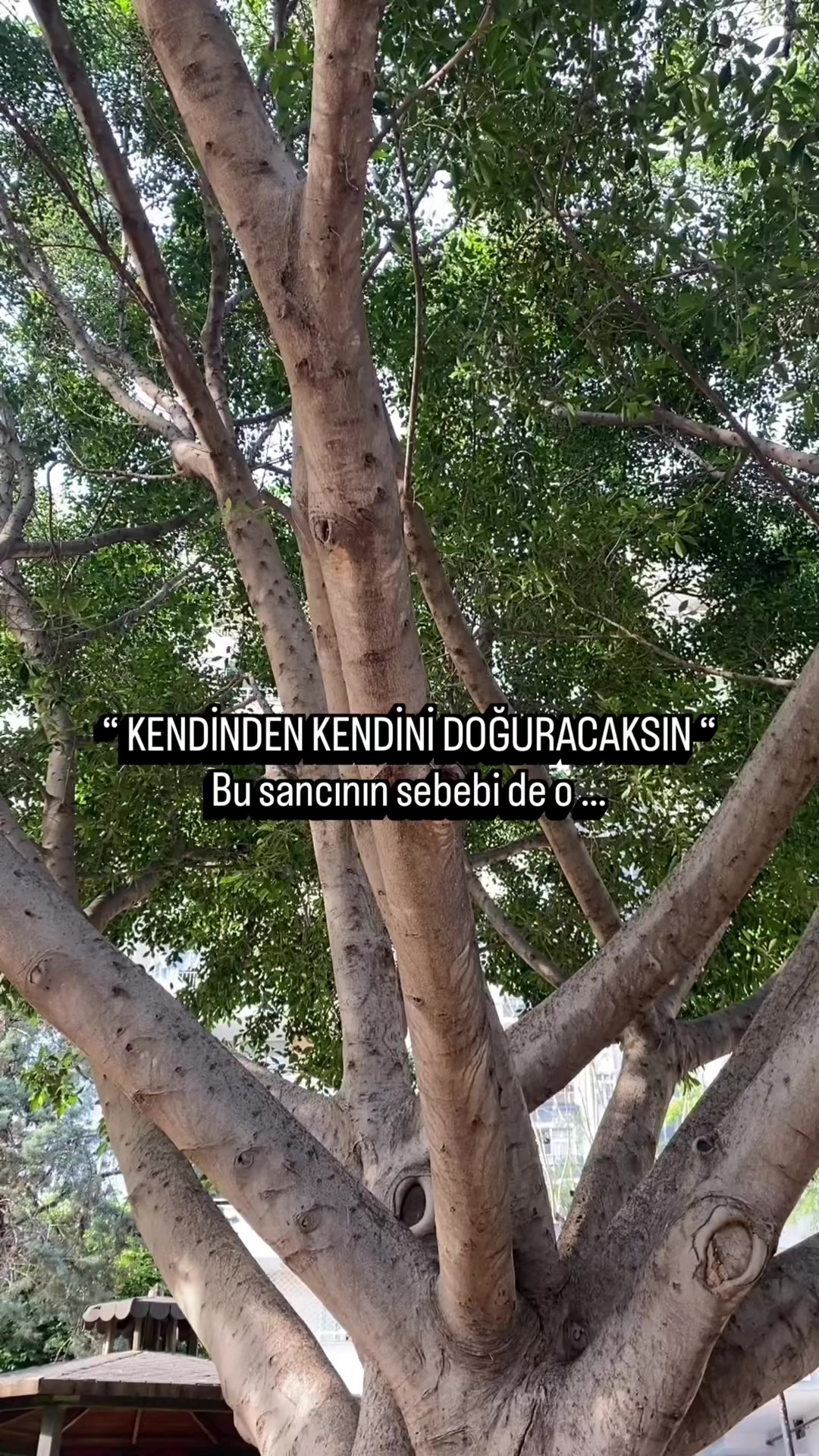 @Alev Mutluer