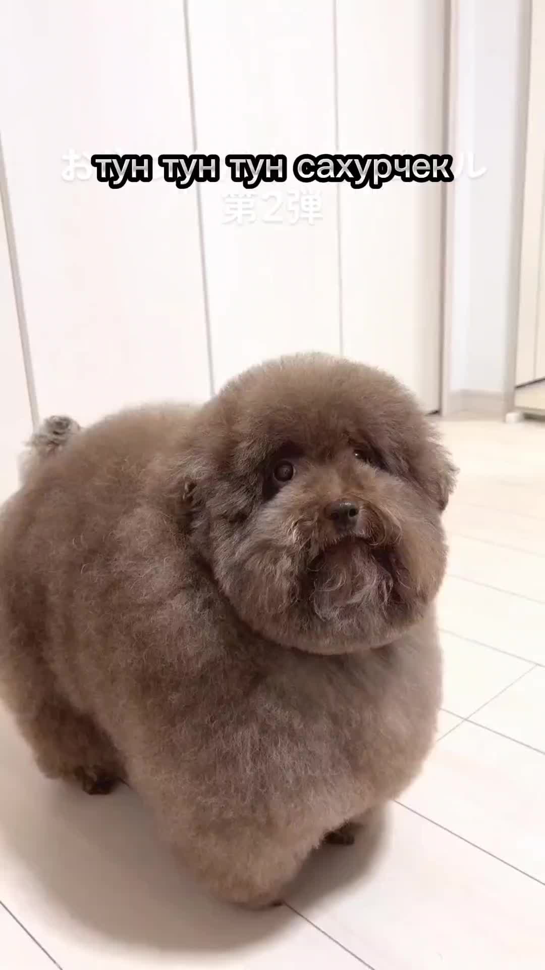 @ипучи