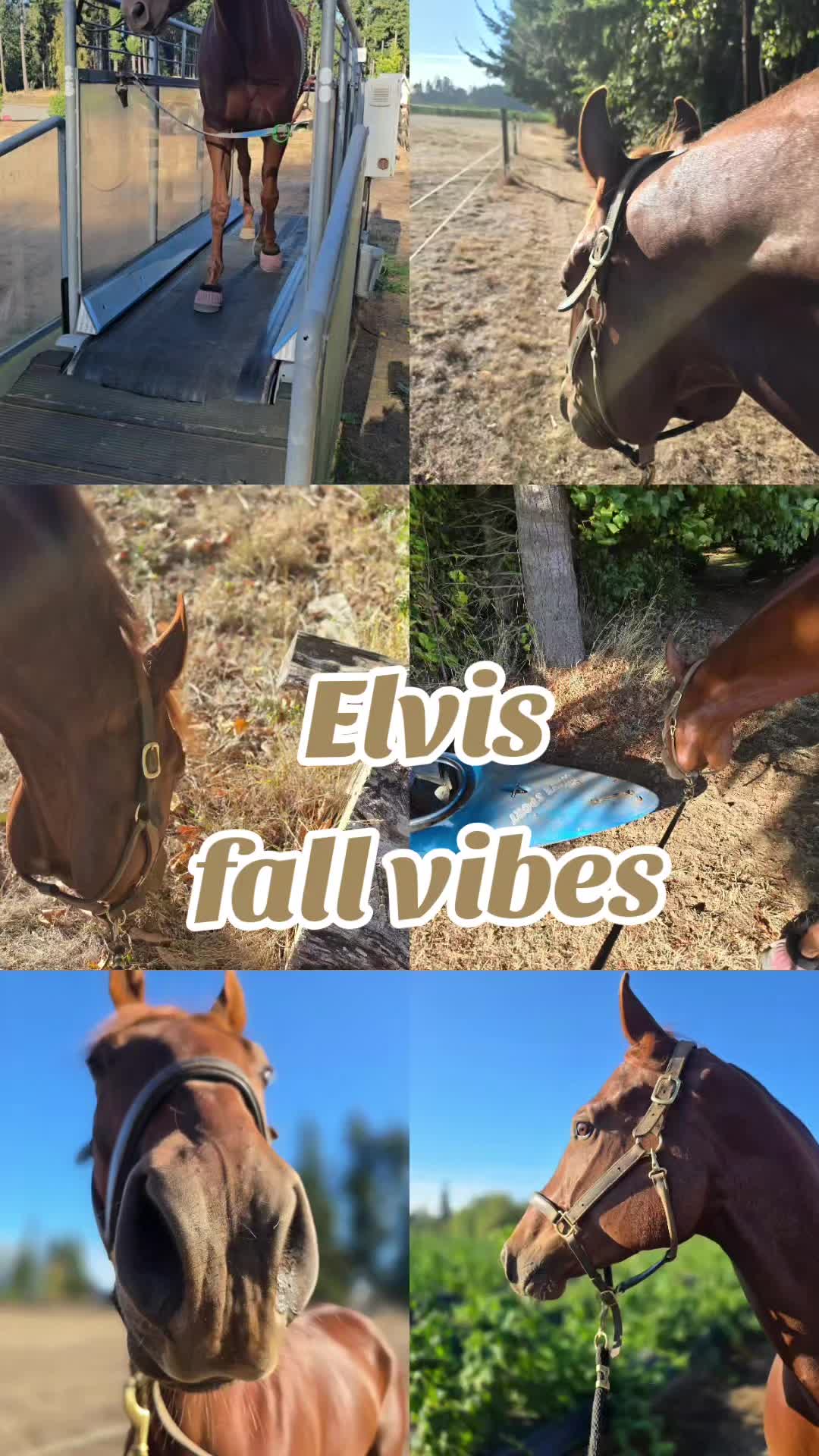 @flybabyfoals