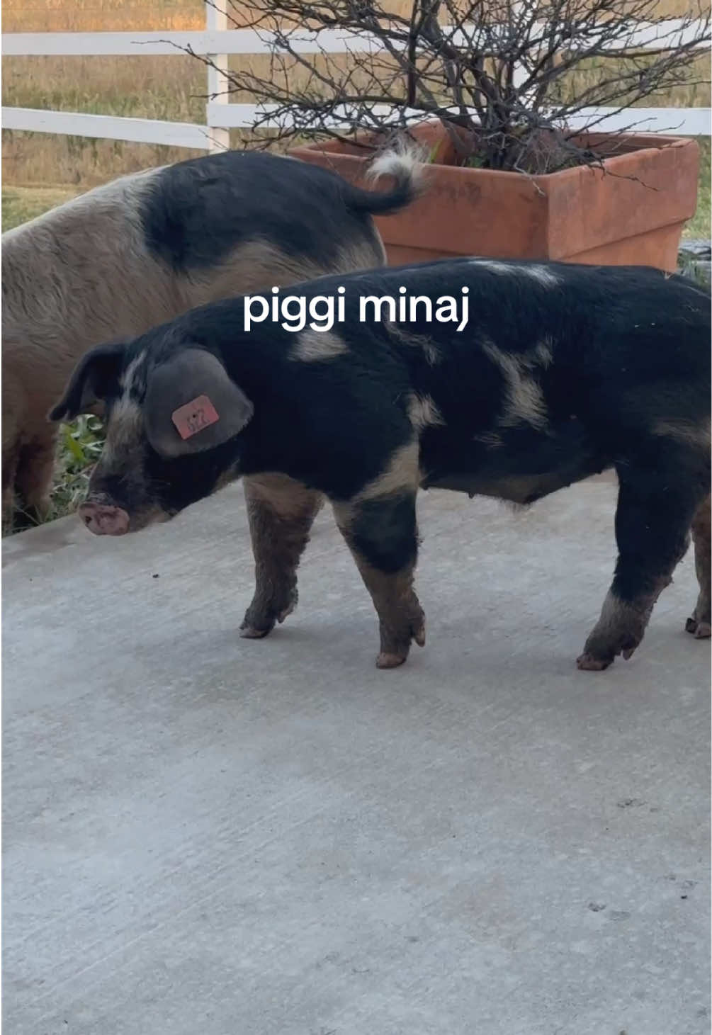 @REYNA