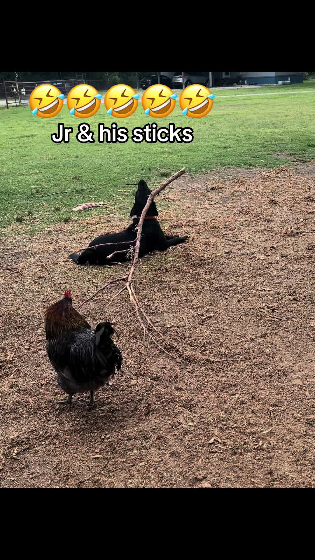 @NonniesFunnyFarm