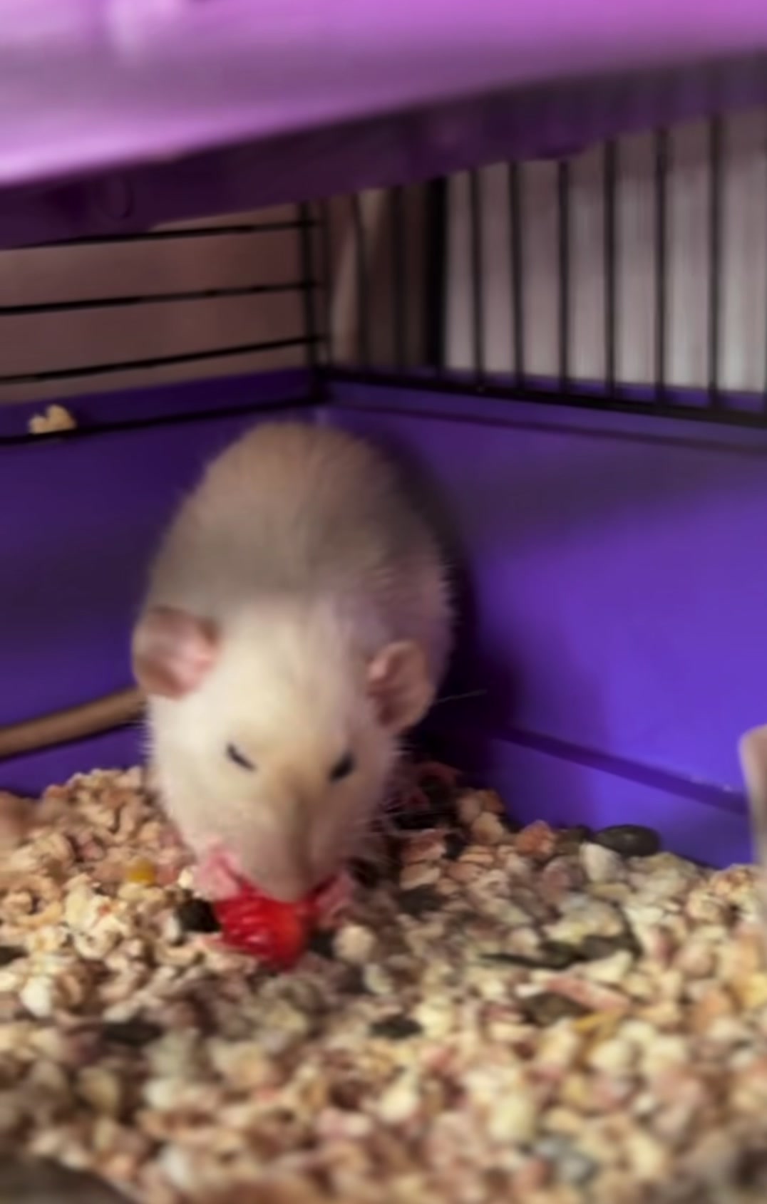 @Gargamel L'Féroce 🐀✨