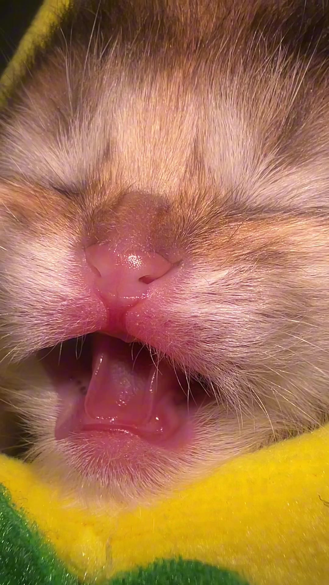 @Soothing Cats😻