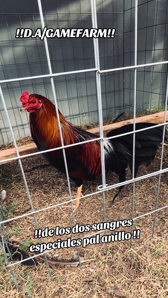 @DAgamefarm