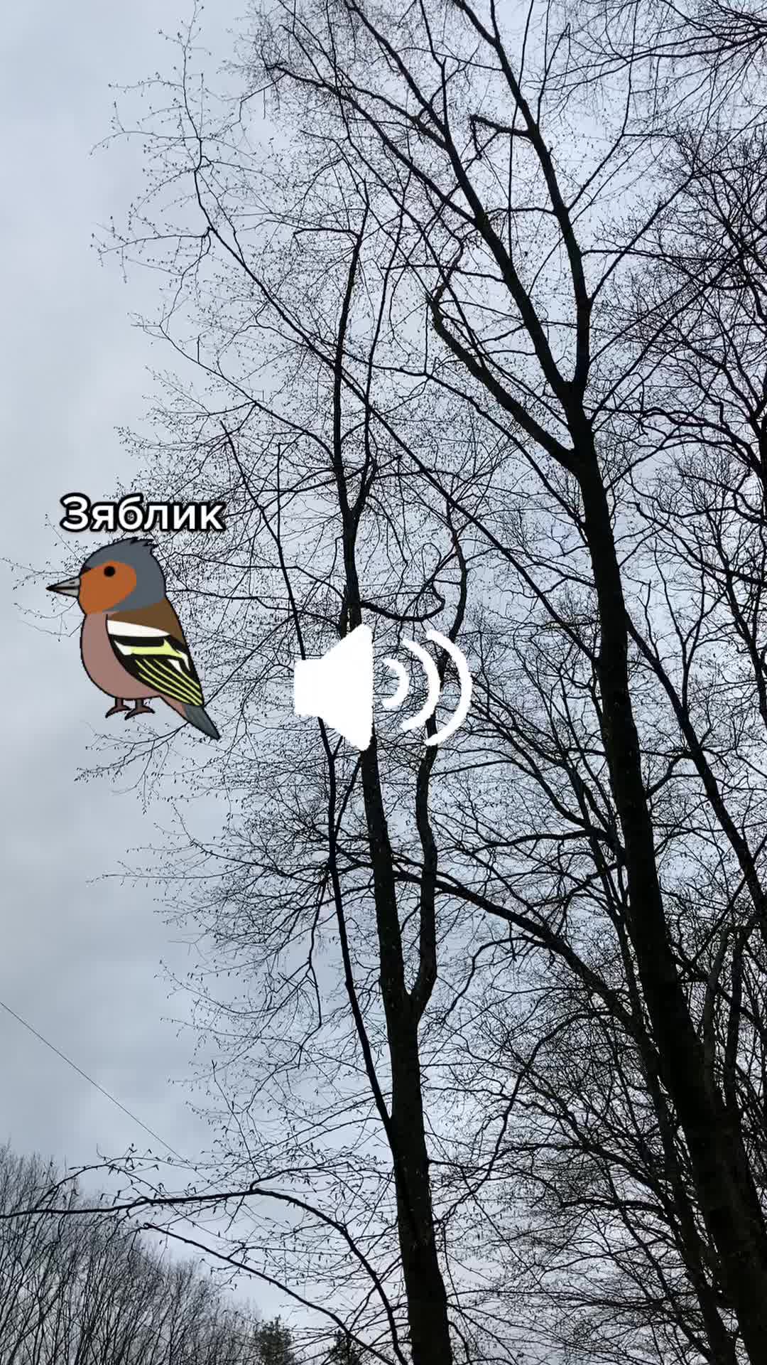 @Птахи, бьордвочинг, орнітолог