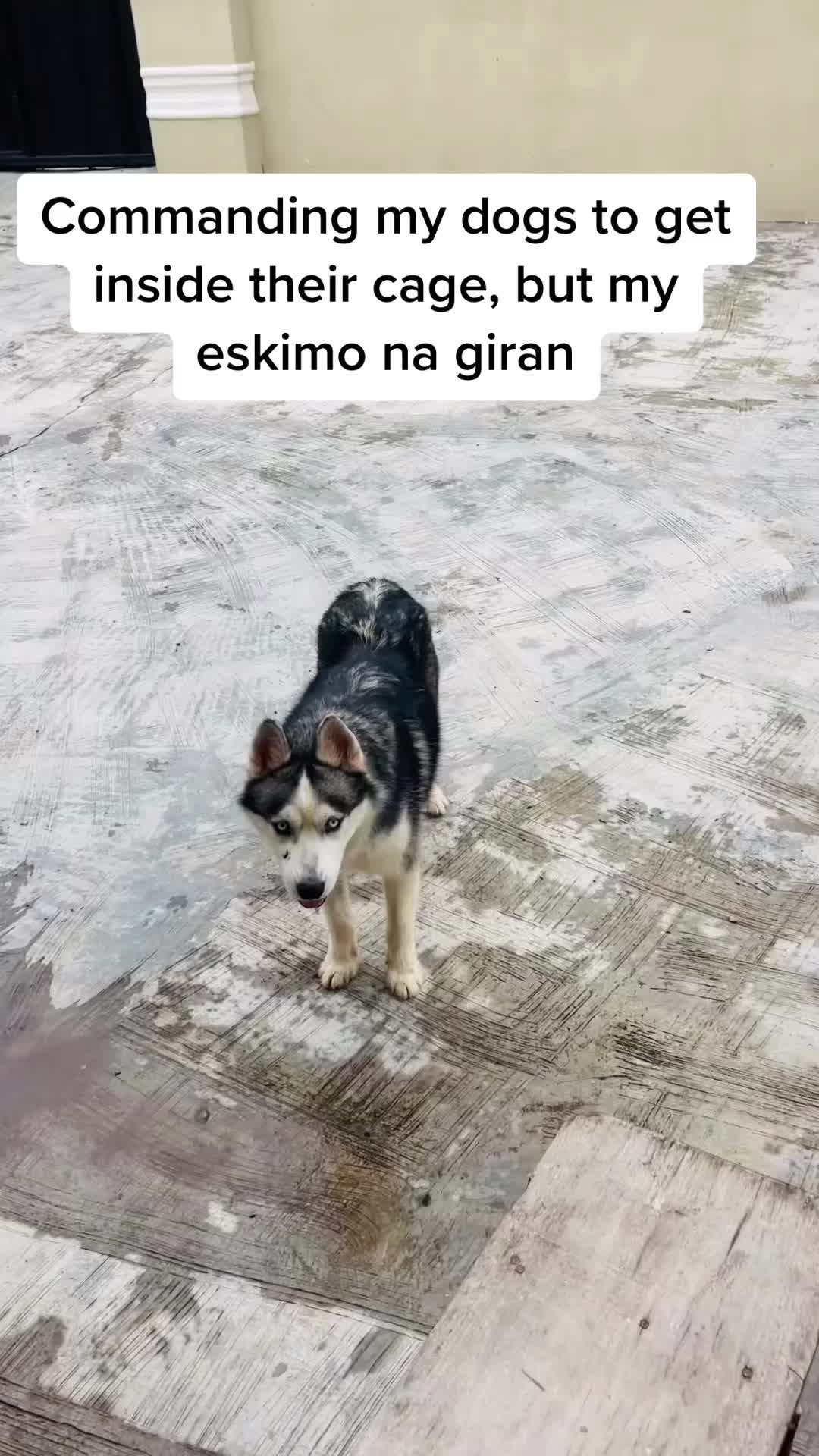 @Dognaire