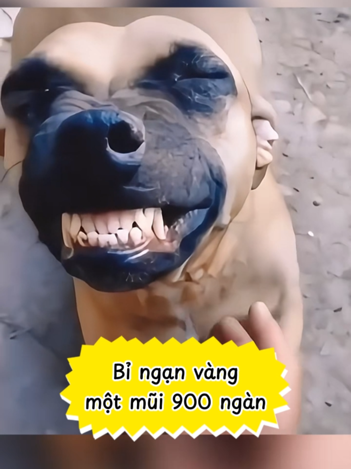 @Bin hài hước