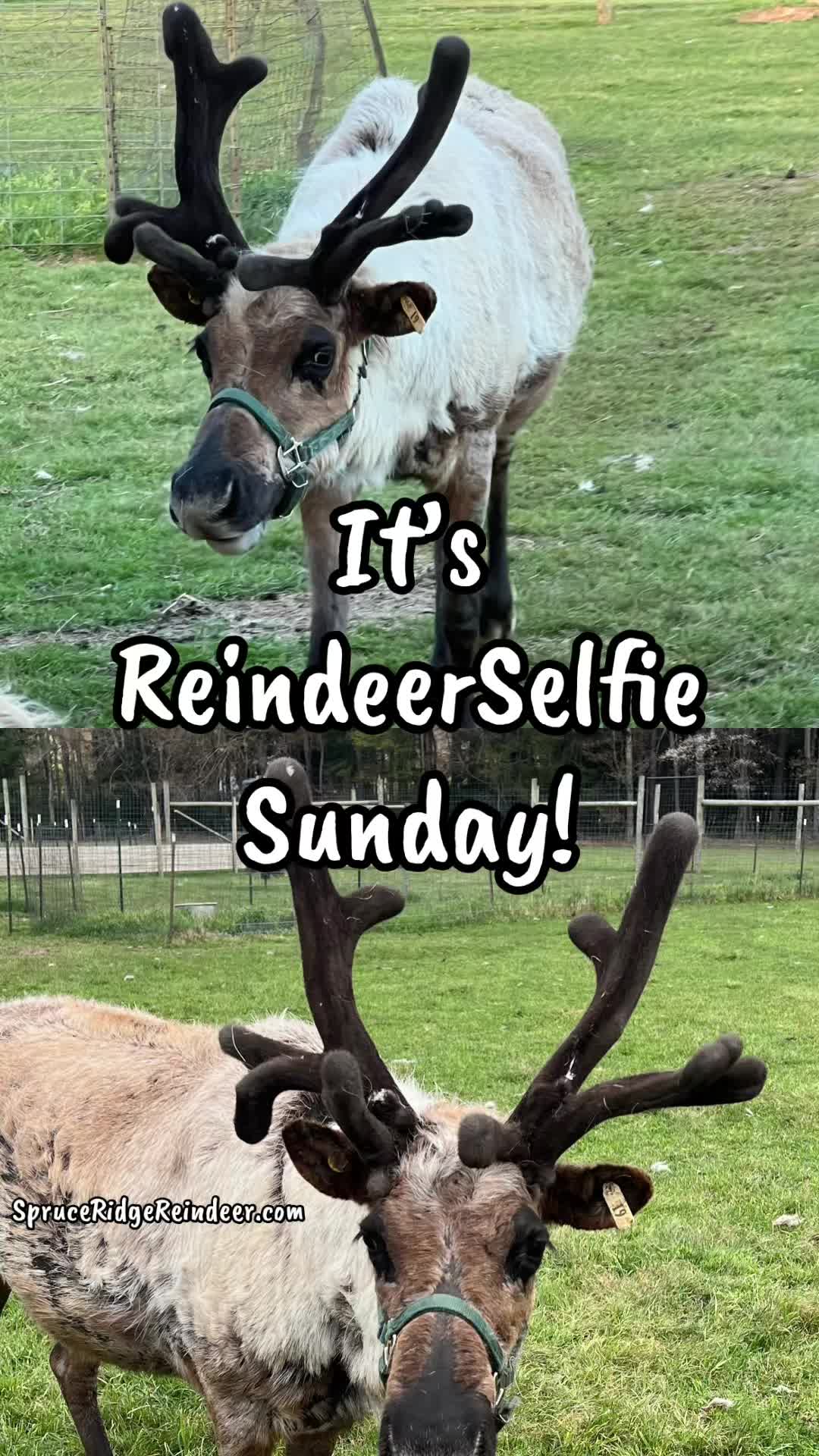 @ReindeerMagicLady