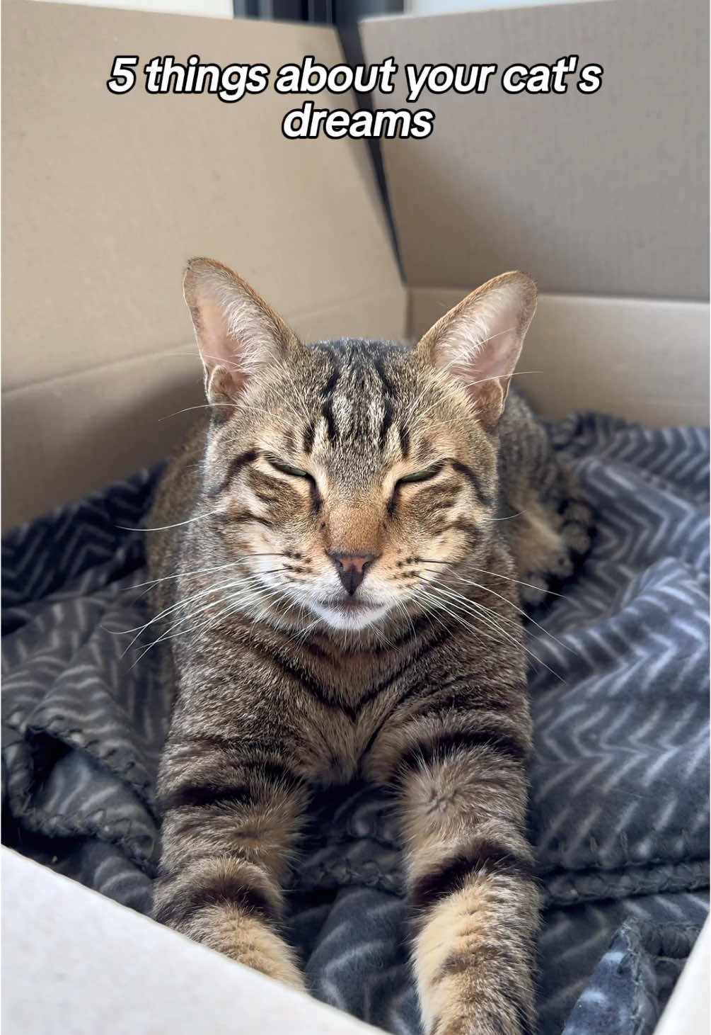 @Cat Tigrous