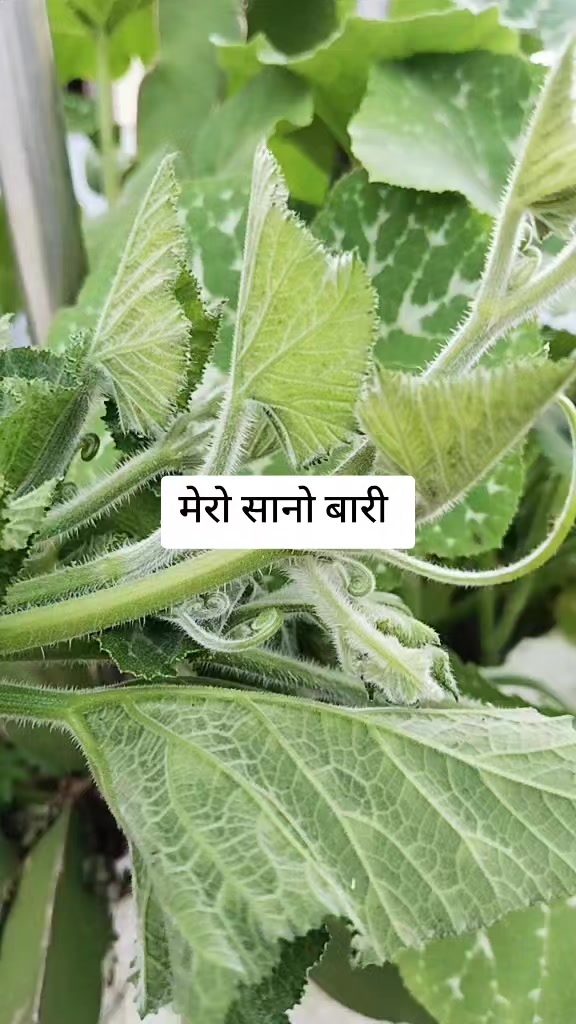 @Hira Shrestha