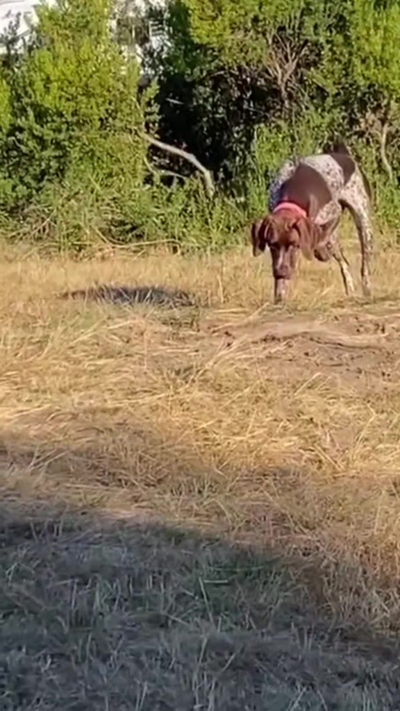 @alice_the_gsp