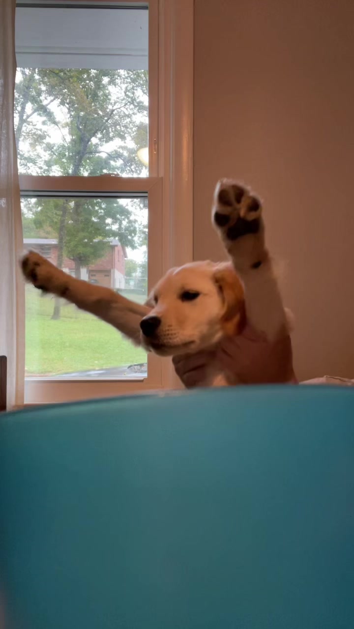 @Koda the Golden